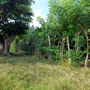 hermoso terreno de 48 Manzanas planas, en el Semillero Tiquisate